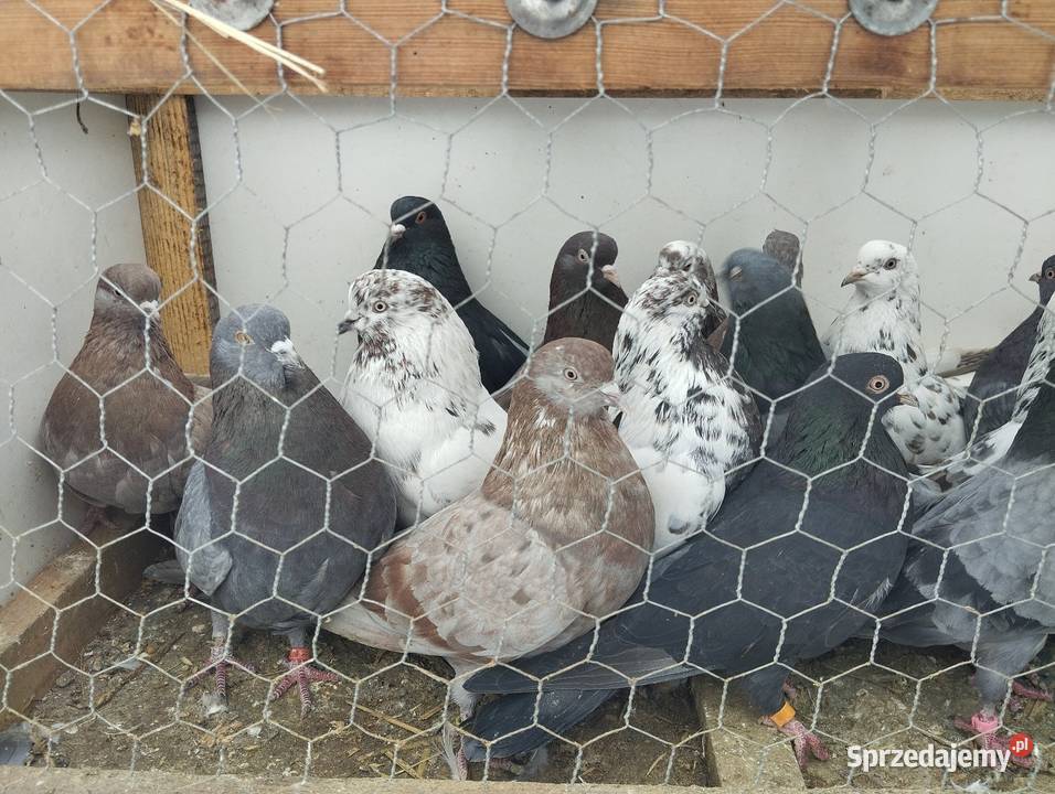 Orlikszaryk Majdan Krasieniński