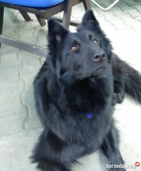 Owczarek Belgijski Groenendael Kobierzyce sprzedam