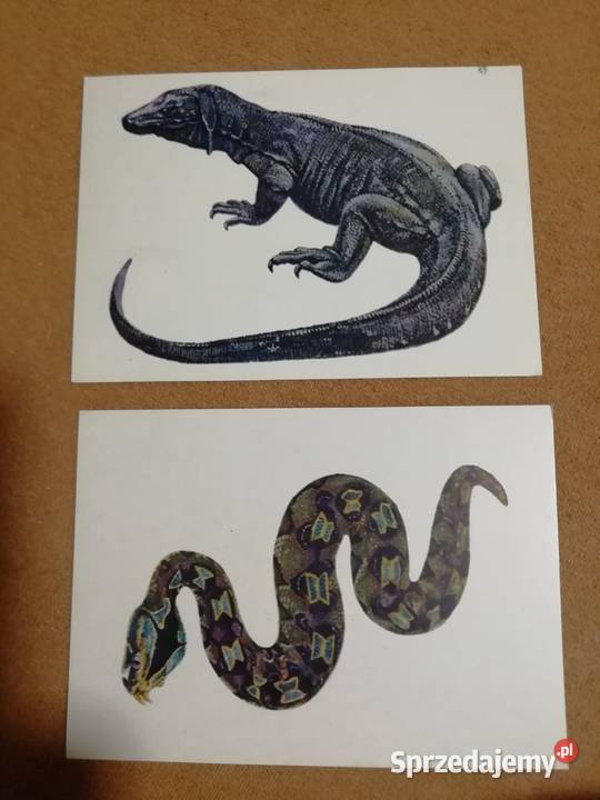 Berg Bohdan gady chronione pocztówki