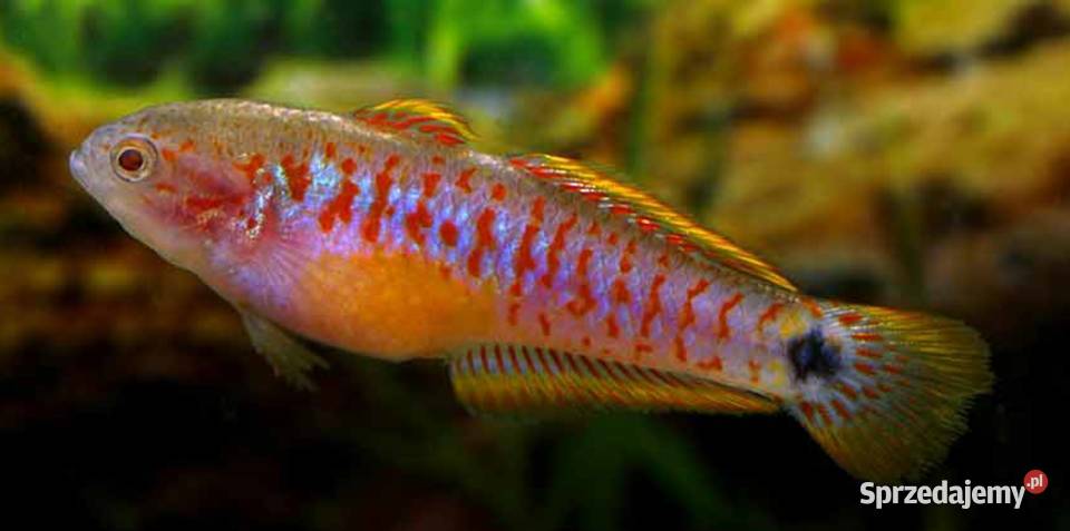 Głowaczyk barwny Tateurndina Ocellicauda Gdańsk
