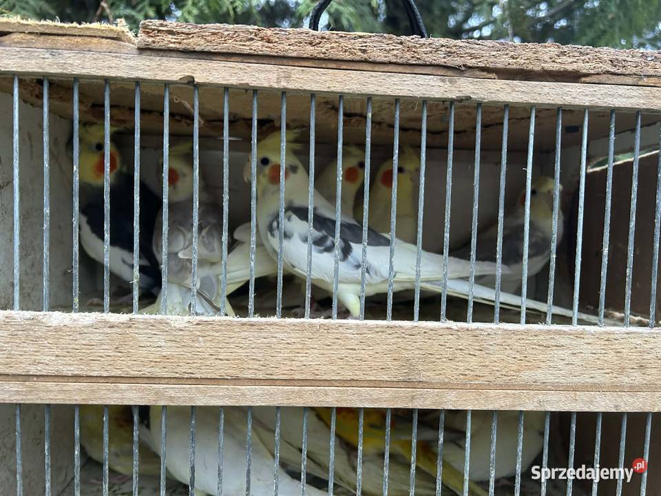 Papugi nimfy pary lęgowe I młode 25r Ptaki Skała sprzedam