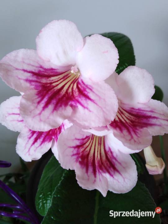 skrętnik różne odmiany Rośliny Bielsk