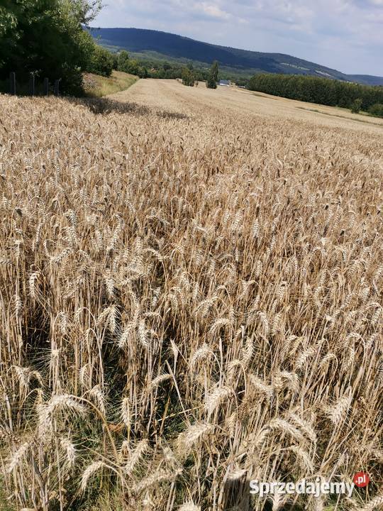 Pszenica ozima Wilejka centrali Masłów Drugi