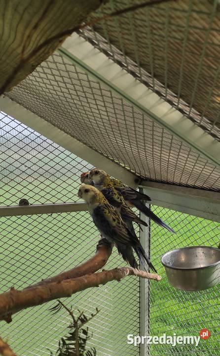 Rozella bladogłowa rozelle Bielsko-Biała