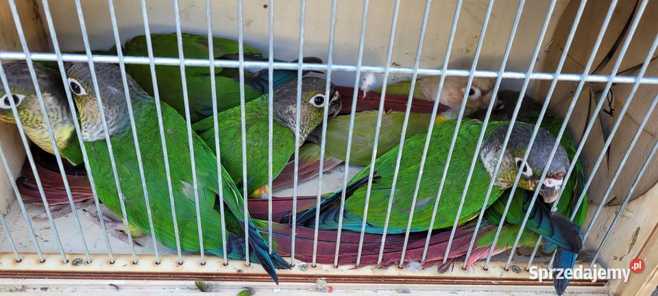 papugi rudosterki zielonolice Zwierzęta Łaziska