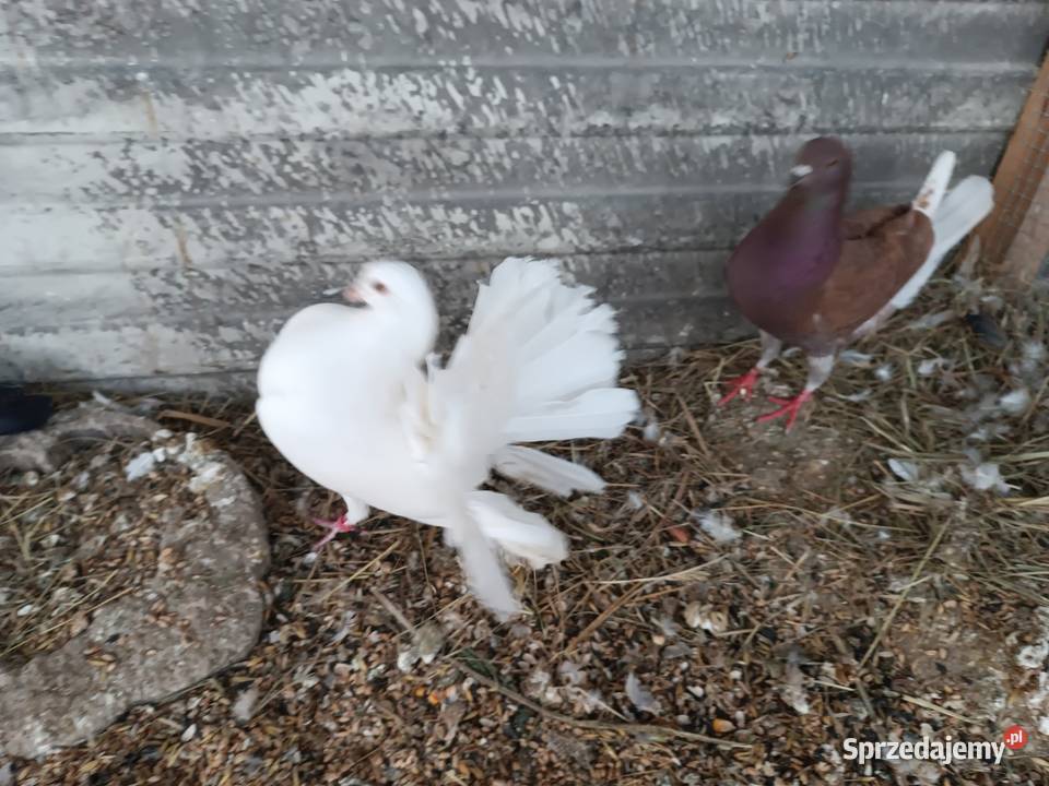 Pawiki Białe piękne sprzedam