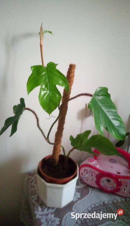 0045 Kwiaty doniczkowe Philodendron squamiferum