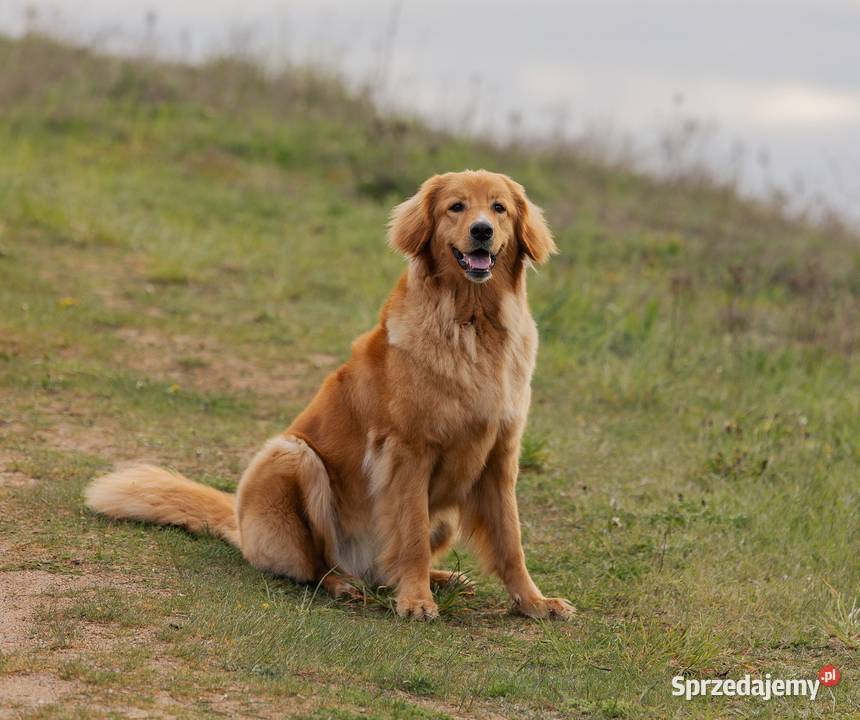 oferujemy szczenięta hovawarta z renomowanego Pozostałe Białystok