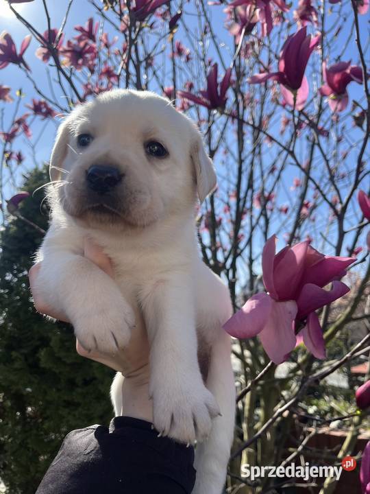 Labrador Retriever Grand Champion Polski Środa Wielkopolska