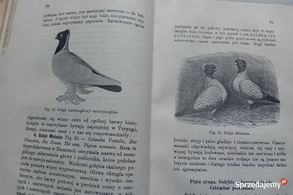 Eugeniusz Adolf Terlecki Chów gołębi Lwów 1907 r wielkopolskie Koźminek