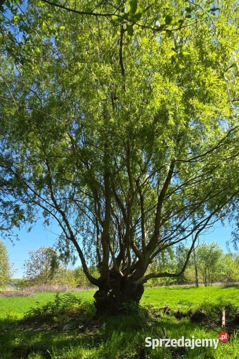 Działka Czaniec Nieruchomości