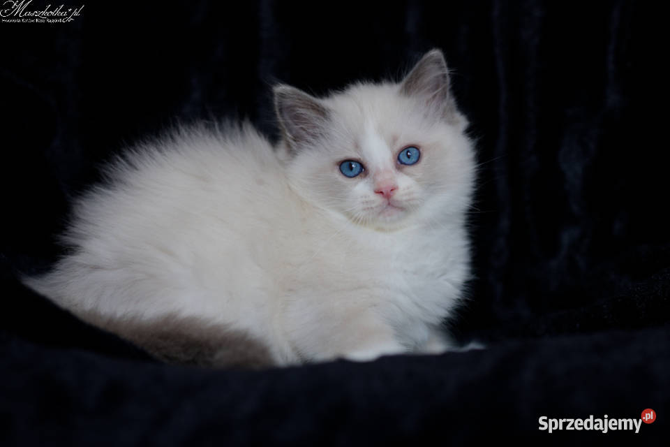 Ragdoll przepiękny kocurek blue bicolor z Stary Łajszczew
