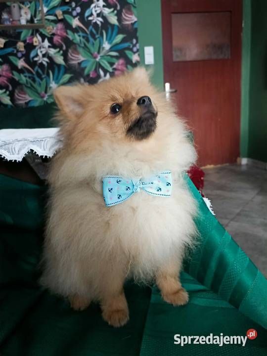 Piękny Mały Szpic Niemiecki doskonała budowa Krapkowice