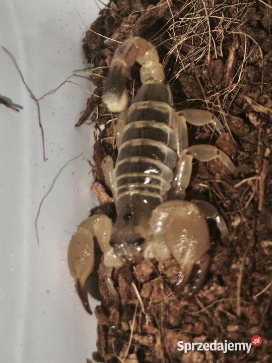 Scorpio maurus Skorpion pustynny Wałbrzych sprzedam