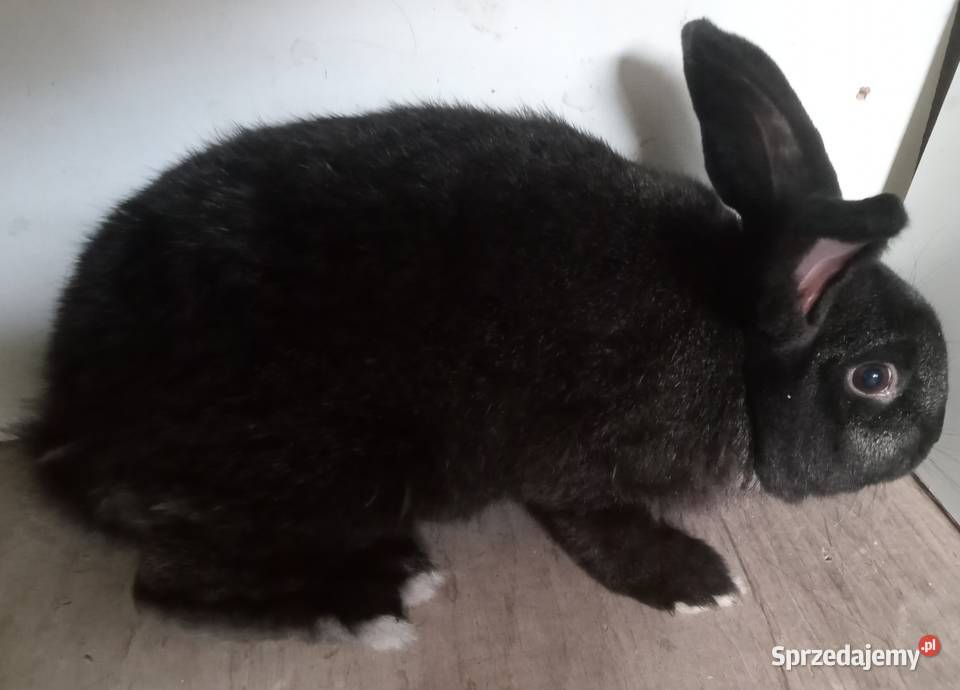 Sprzedam młodego samca