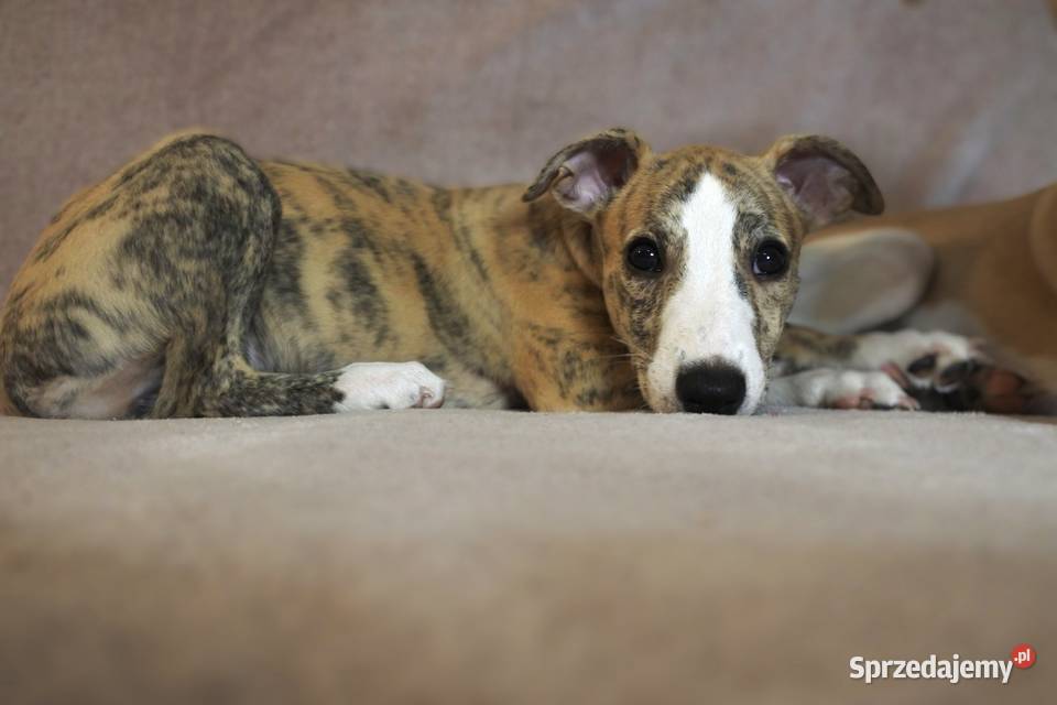 Whippet szczeniaki Pozostałe Konin