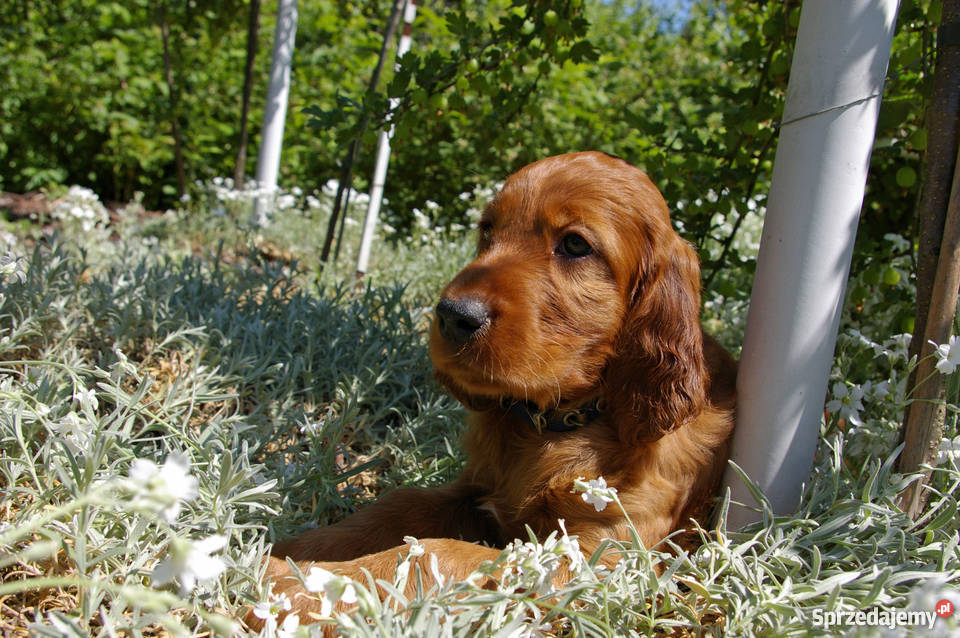 Seter irlandzki szczenięta z rodowodem ZKwP Seter Kielce