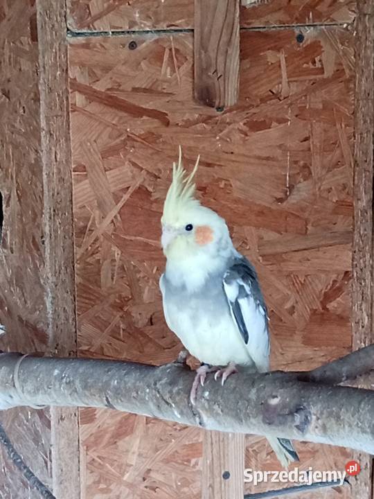 Sprzedam papugi nimfy Mechlin sprzedam