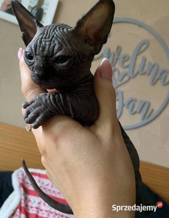 Dostępne SPHYNX i Bambino Zaprasza Warszawa