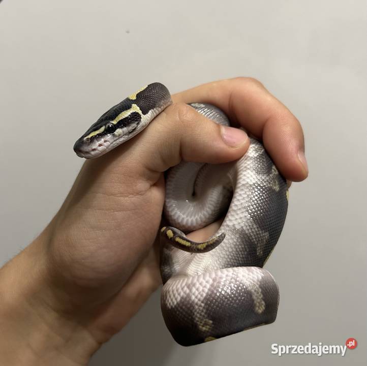 Pyton Królewski GHI MOJAVE ENCHI samiec Gniezno