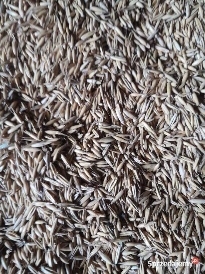 sprzedam owies żółty bingo iowies gniady Koszyce