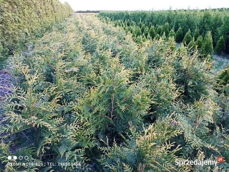 Thuja Plicata Zebrina 80100 20 Wrocław Januszkowice