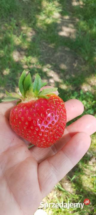 Truskawki rumba Honey Czarnocin