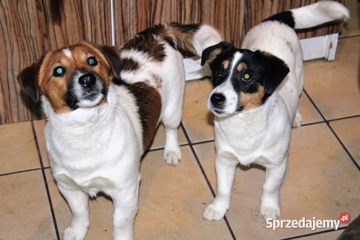 Szczenięta JACK R Terrier piesek suczka Jarocin