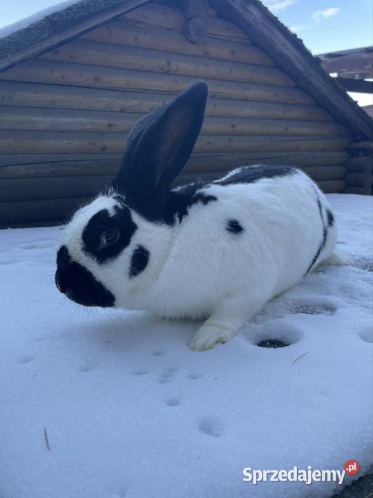Królik srokacz samiec Żyrowa
