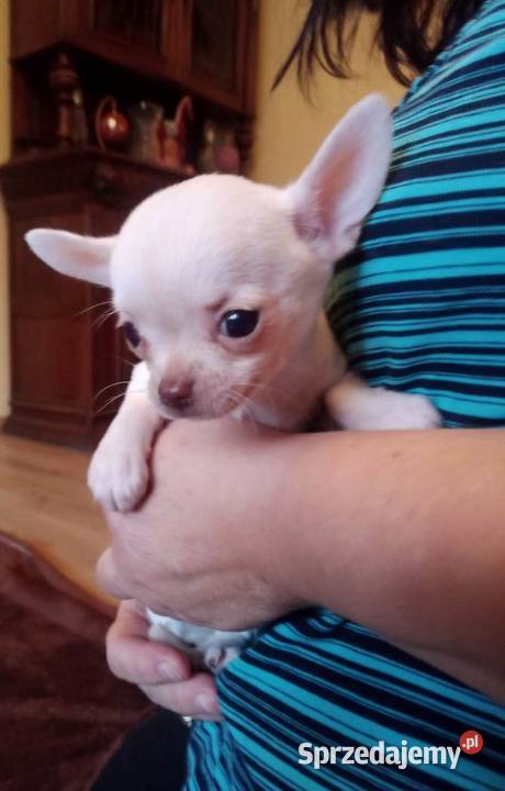 Chihuahua suczka biała i bezowa Jasienica Dolna