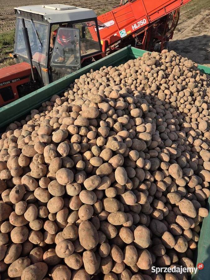 Ziemniaki SORAYA bezpośrednio rolnika bez chemii sprzedam