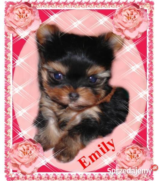 York yorkshire terrier MINI MICRO CUDEŃKA małopolskie Kraków