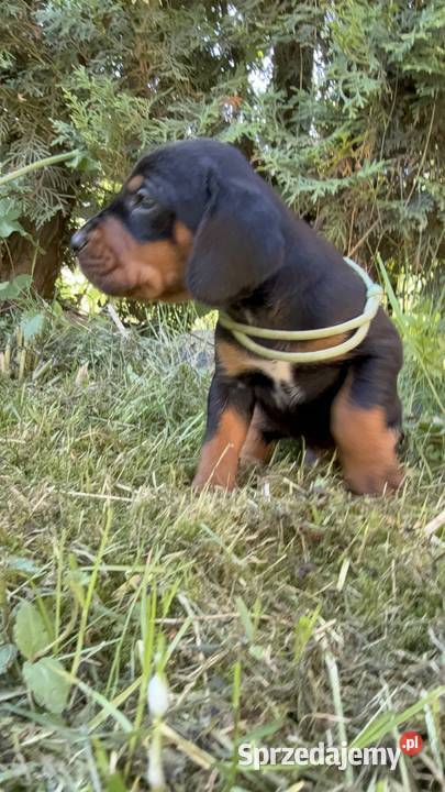 Sprzedam Gończy Polski Szczeniaki Pozostałe