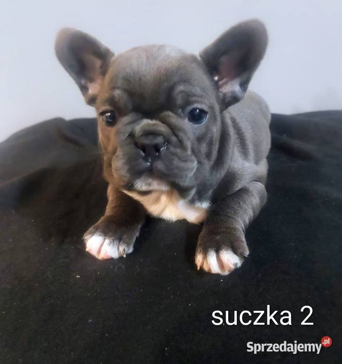 Buldog francuski pieseki i suczki blue lubuskie Mycielin