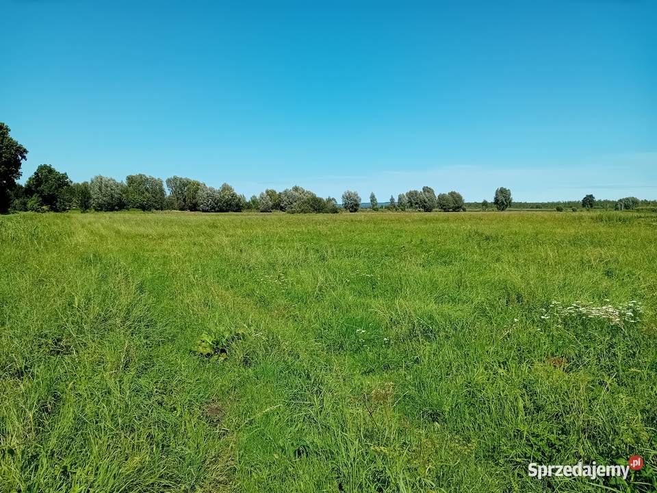 Syndyk sprzeda udziały w grunatach Żurawiec Jurandowo