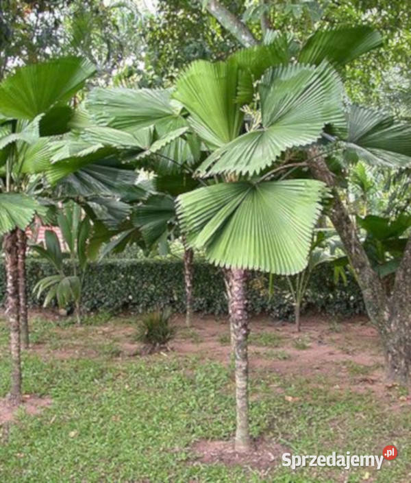 POTARGANA PALMA WACHLARZOWA Pritchardia grandis Lubanie
