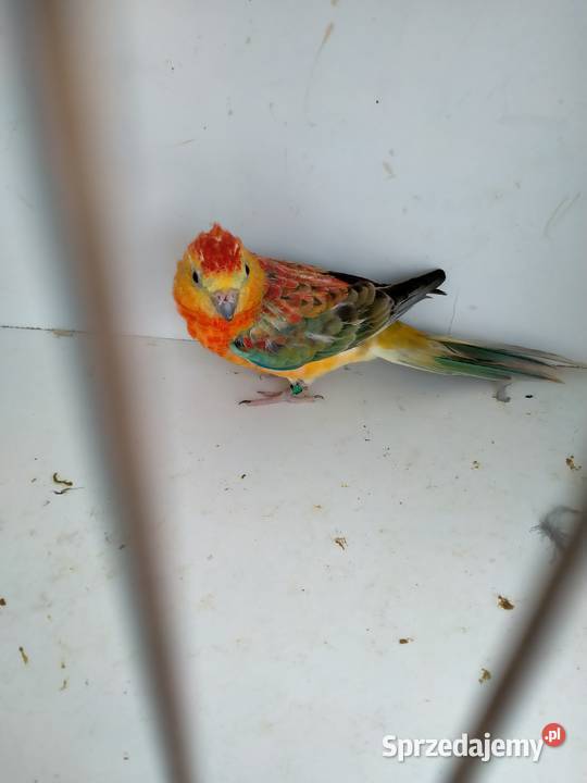 Świergotki Oranżowe Ptaki Zwierzęta Kowale