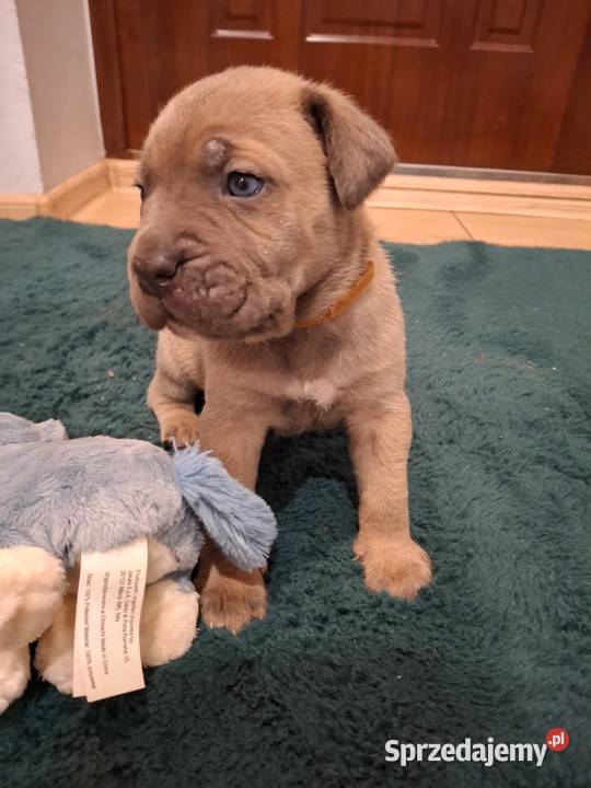 Cane Corso szczenięta Franciszków