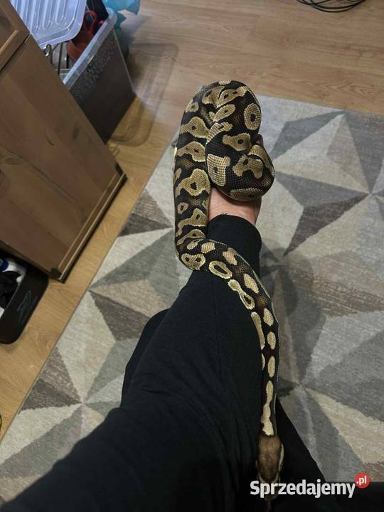 Sprzedam 10 pytona królewski Myszków sprzedam
