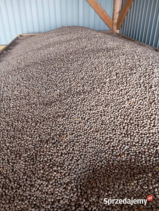 Łubin wąskolistny niebieski Mielec sprzedam