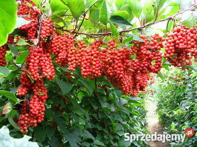 HIT Cytryniec chiński u Nas Poznań sprzedam