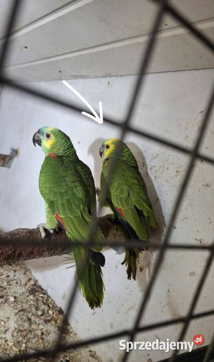 Sprzedam amazonkę niebieskoczelną