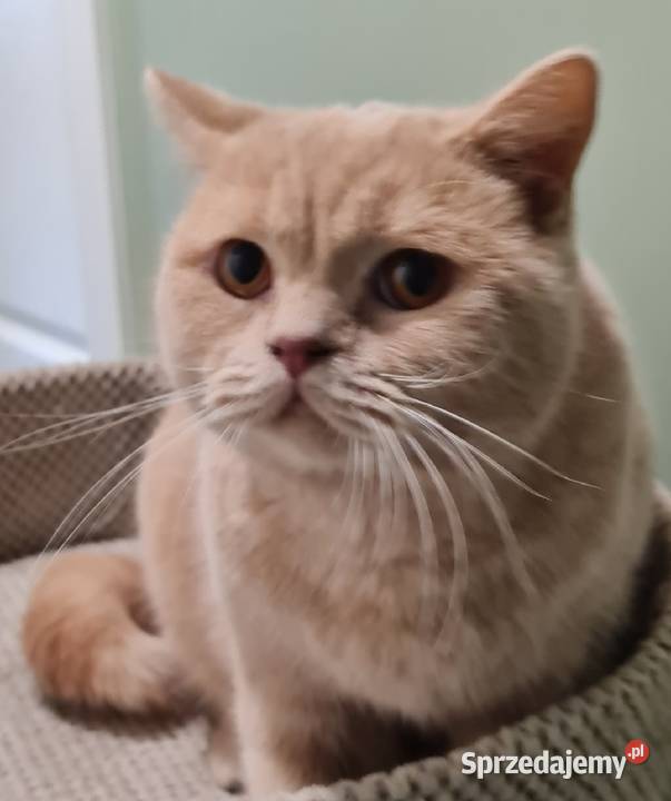 Kocur brytyjski kremowy Wierzyce