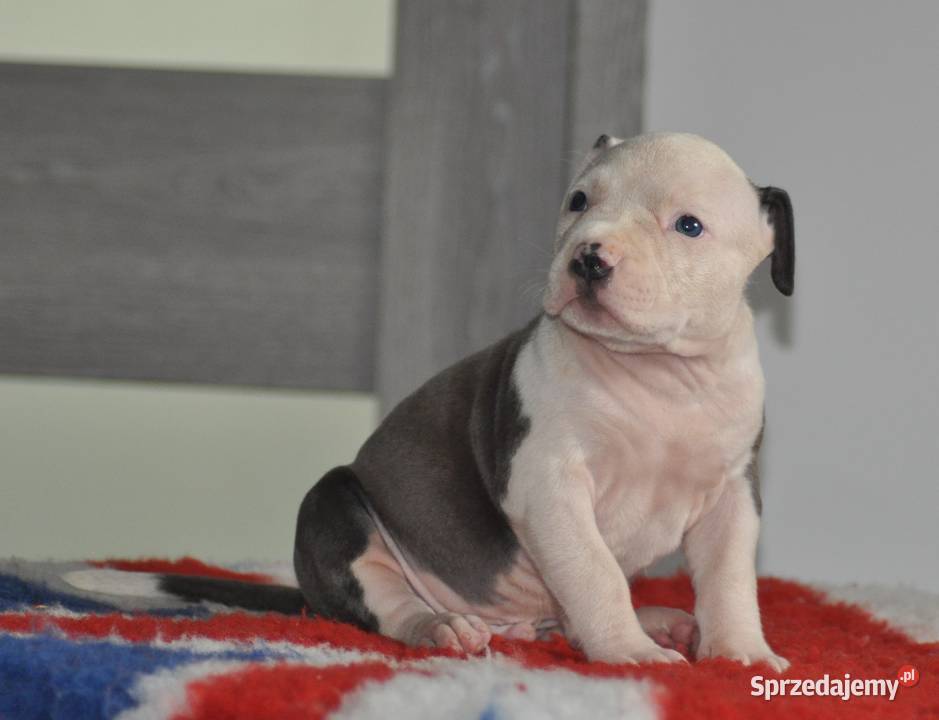 Amstaff zkwp fci BLUE piesek Koziegłowy