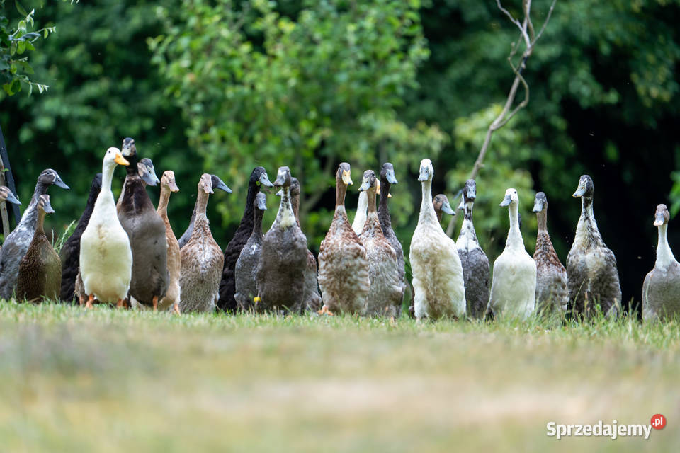Jaja lęgowe kaczek biegusów z czubem