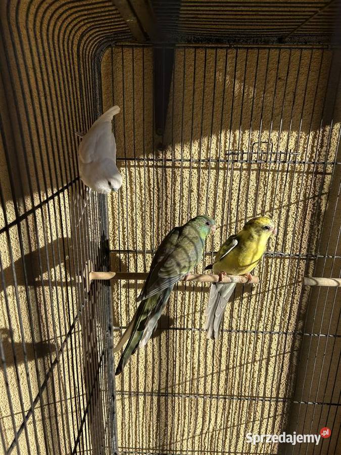 Papugi świergotki 2025r Strzeleczki