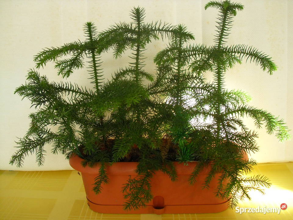 Kwiat trzy w jednym Bielawa