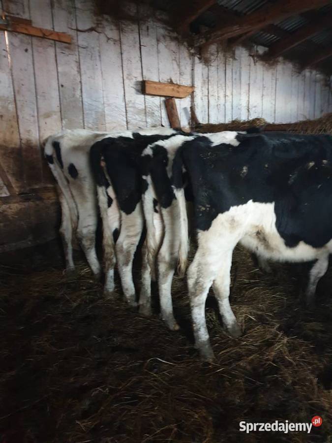 Jałówki Cielne HF 100 z pod oceny Ciche