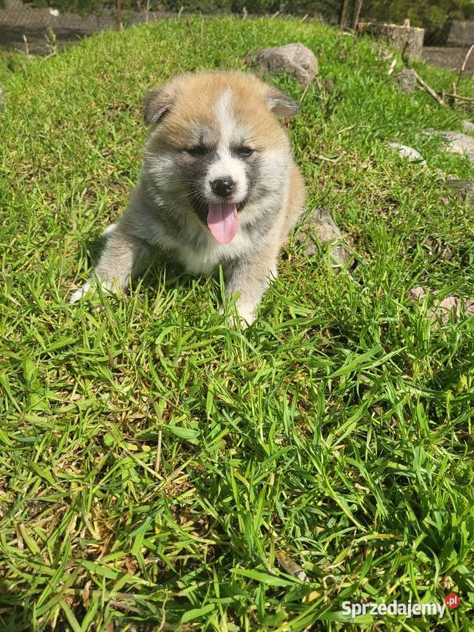 Akita Inu rodzicach FCI Buk