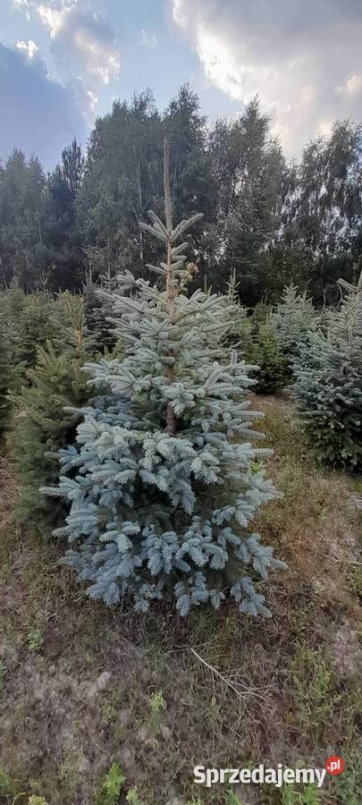 Sprzedaż plantacji choinki żywe świerk jodła świętokrzyskie Kielce